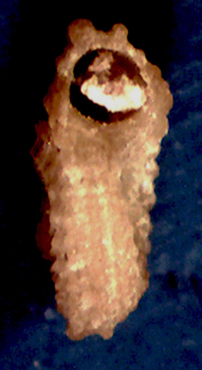 Pseudotorinia architae ?